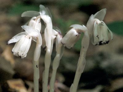 Monotropa uniflora