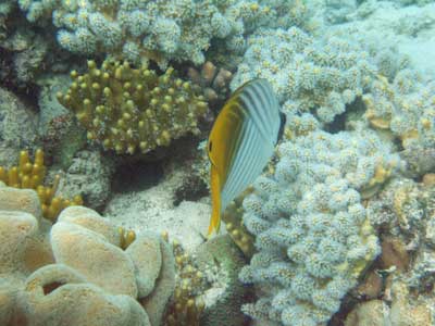 Coral - Great Barrier Reef