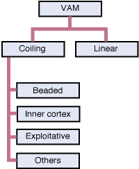 Categories of VAM