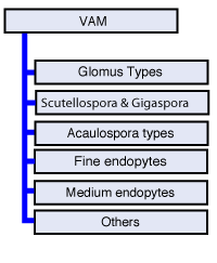 Morphotypes of VAM