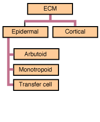 Categories of ECM