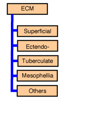 Morphotypes of ECM