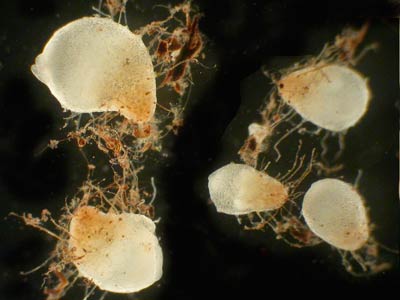 Seedlings of Rhizanthella