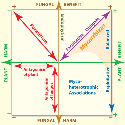 Diagram explaining different types of plant-fungal symbiotic associations
