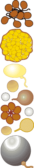  spores (12K)