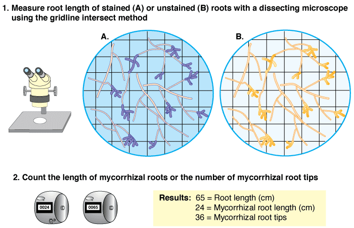 The compound microscope method for Ectomycorrhiza assessement