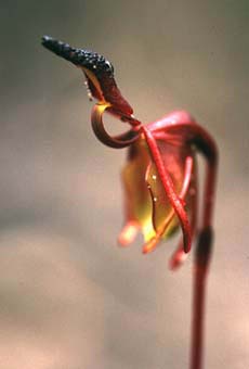 Paracaleana- Flying Duck Orchid (7KB)