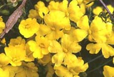 Hibbertia (10KB)