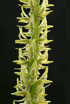 Prasophyllum - Leek Orchid (16KB)