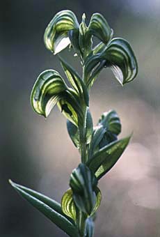 Pterostylis - Greenhood Orchid (12KB)