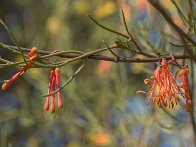 Amyema preissii - Mistletoe from WA