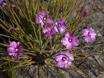 Byblis gigantea a carnivorous plant