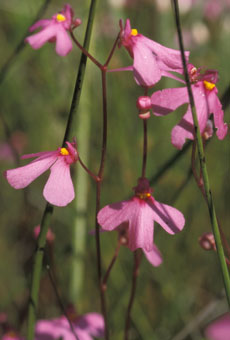 Untricularia multifida fowers