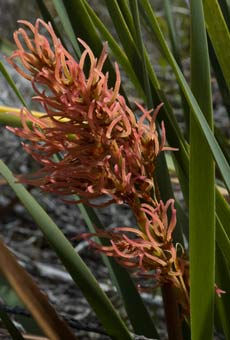 Anarthria scabra (sedge)