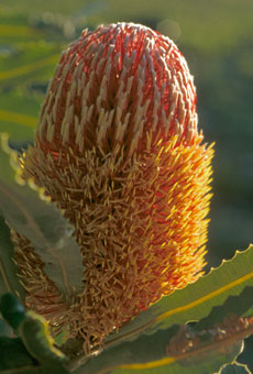 Prostrate Banksia