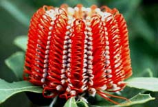 Banksia coccinia (12KB)