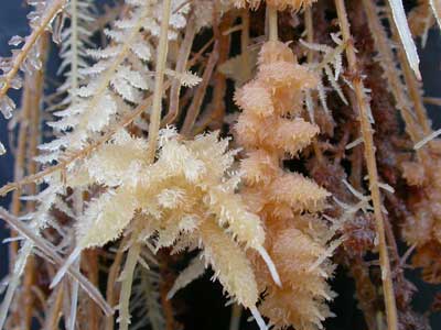 Cluster Roots of Banksia grandis