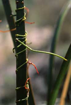 Cassytha (Dodder)