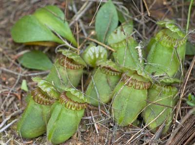 Cephalotus follicularis the WA pitcher plant