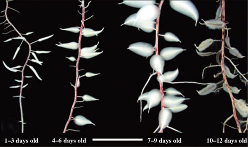 Dauciform sedge roots (8KB)