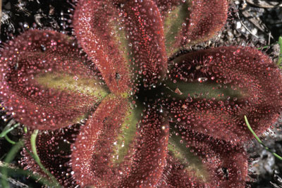 Drosera erythrorhiza - a sundew