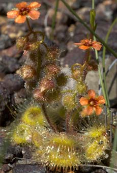 Drosera glanduligera plant