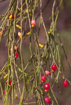 Exocarpus a hemiparasite from WA