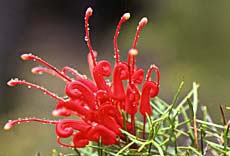 Grevillea (9KB)