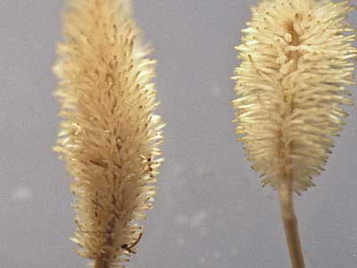 Cluster roots of Hakea (10K)