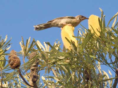 Honeyeater feeding on banksia flowers