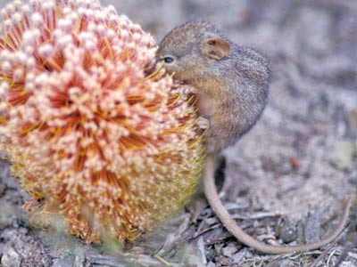 Honey Possum and Prostrate Banksia