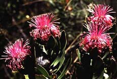 Isopogon (13KB)