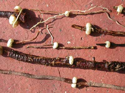 Nuytsia haustoria on roots