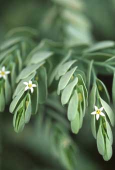 Olax phyllanthii a hemiparasite