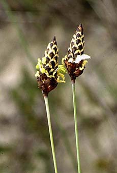 Ecdeiocolea a sedge like plant