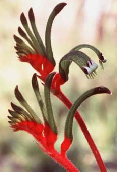 Anigozanthos (Kangaroo Paw) (12KB)