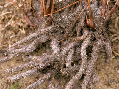 Sand-binding roots