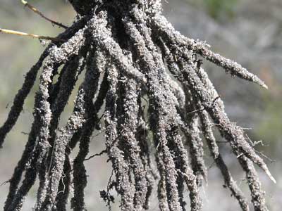 Sand binding roots of a rush