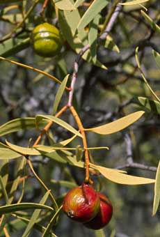 Santalum acuminatum Quandong Tree