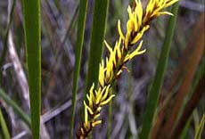 Sedges and rushes (9KB)