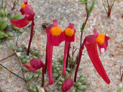 Utricularia menziesii flowers