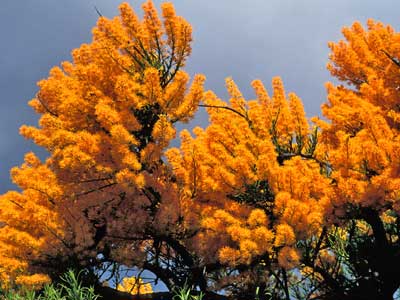 Nuytsia foribunda (Christmas Tree) a semiparasite