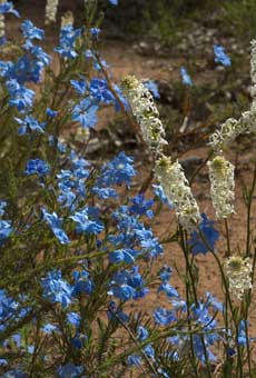 Lechenaultia biloba & Stackhousia monogyna