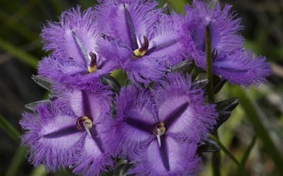 Thysanotus triandrus (Laxmaniaceae)