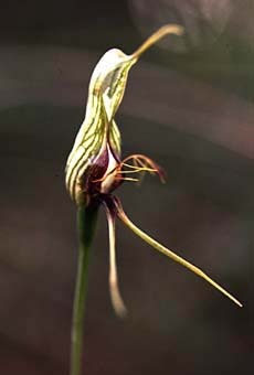 Bird Orchid (8KB)