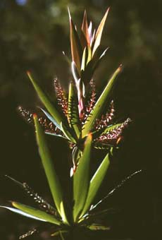 Leucopogon verticillatus (12KB)