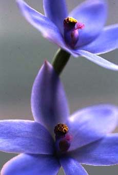 Sun Orchid (9KB)