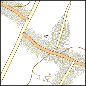 P depletion zone around fine mycorrhizal root with root hairs