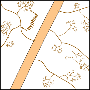 P depletion zone around coarse mycorrhizal root