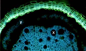 Woody root with periderm (14KB)